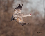 Sandhill Crane