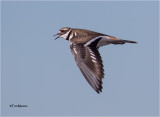  Killdeer 