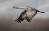 Sandhill Crane
