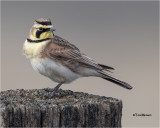  Horned Lark 