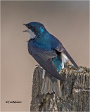 Tree Swallow