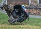 Wild Turkey