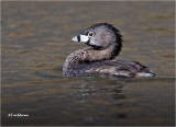 Pied-billed Grebe