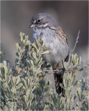 Sage Sparrow