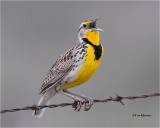 Western Meadowlark
