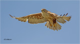  Ferruginous Hawk 