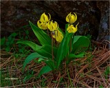 Glacier Lilys