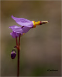 Shooting Star