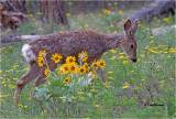 Mule Deer