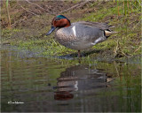 Green-winged Teal