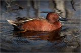 Cinnamon_Teal