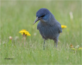 Pinyon Jay