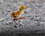 Wilson's Phalarope (chick)