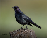 Brewers Blackbird