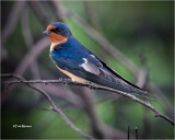 Barn Swallow