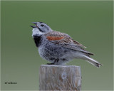McCown's Longspur