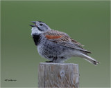  McCowns Longspur 