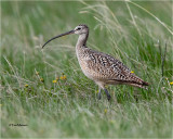 Long-billed Curlew