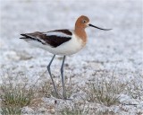  American Avocet