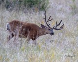  Mule Deer 