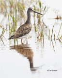 Lesser Yellowlegs