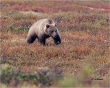 Grizzly Bear