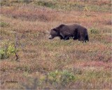 Grizzly Bear