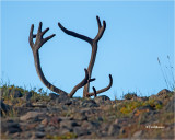 Caribou (There is a live Caribou under those horns)
