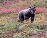 Grizzly Bear