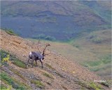Caribou