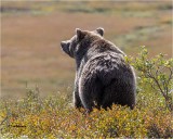 Grizzly Bear (harsh light)