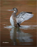 Wood Duck