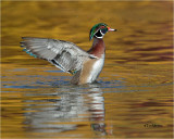 Wood Duck