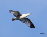 Ring-billed Gull (1st winter bird)