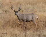  Mule Deer