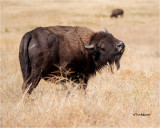 Bison
