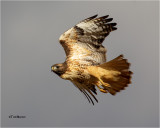 Red-tailed Hawk