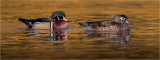 Wood Duck