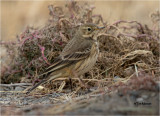  American Pipit 