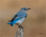Mountain Bluebird