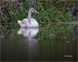 Trumpeter Swan (Juvenile)
