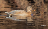  Mallard Hen  (Leucistic)