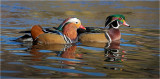 Wood-Mardarin Ducks