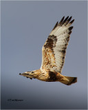  Rough-legged Hawk