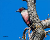  Lewiss Woodpecker 