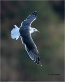Lesser Black-backed Gull (Rare Gull for north Idaho)