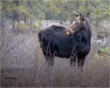Moose