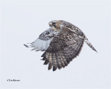  Rough-legged Hawk  (male)