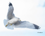 Ring-billed Gull (seems healthy despite the loss of his foot.)