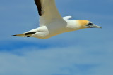 Gannet at Cap Kidnappers, New Zealand.